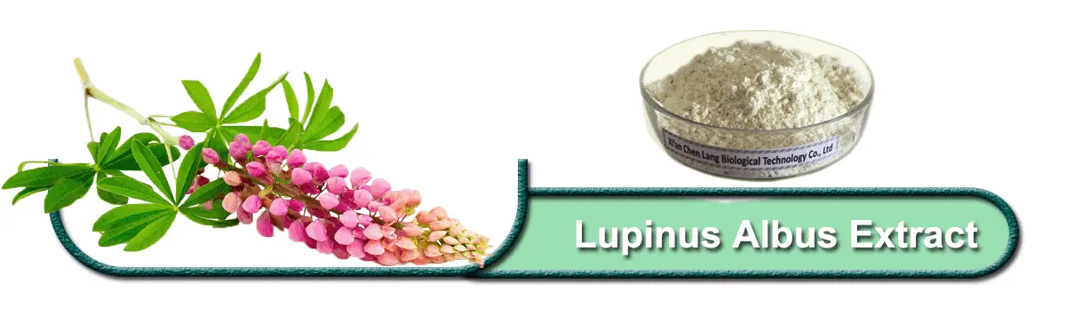 Lupinus albus extract powder.gif Lupinus albus extract powder.gif